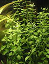 راهنمای نگهداری و پرورش گیاهان آکواریومی - نخودی